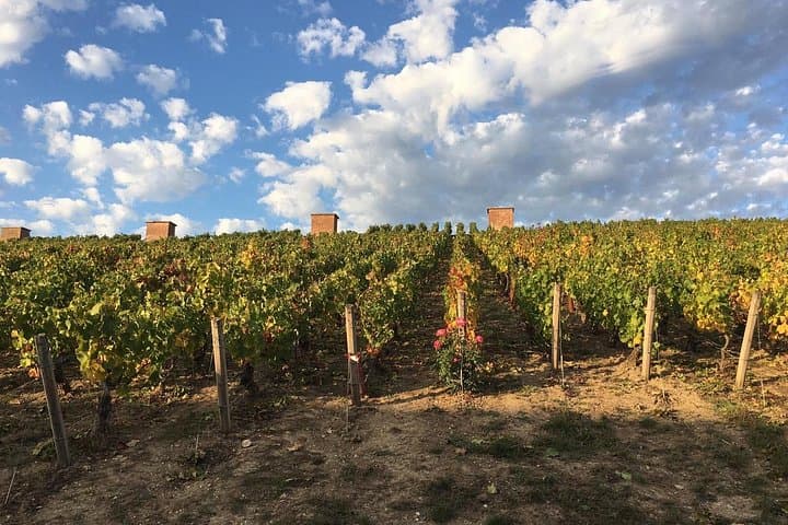 Champagne Private Day trip from Paris with 8 Tastings & Lunch — photo 13