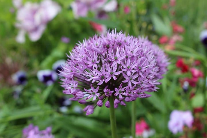 Giverny and Monet's House Half Day Trip from Paris Guide or Audio — photo 7