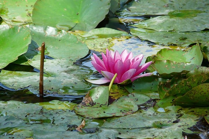 Giverny and Monet's House Half Day Trip from Paris Guide or Audio — photo 9