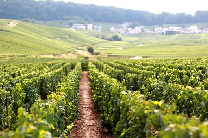Champagne VIP Day Trip from Paris With Local PRIVATE Wine Expert Guide — photo 6