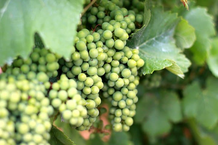 Champagne VIP Day Trip from Paris With Local PRIVATE Wine Expert Guide — photo 8