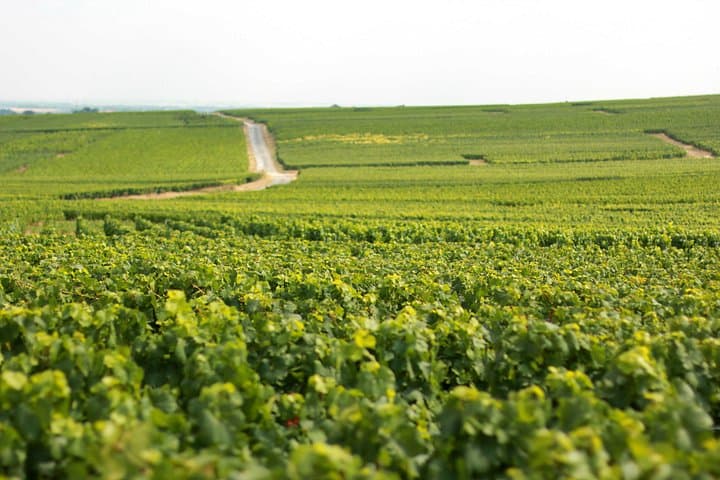Champagne VIP Day Trip from Paris With Local PRIVATE Wine Expert Guide — photo 10