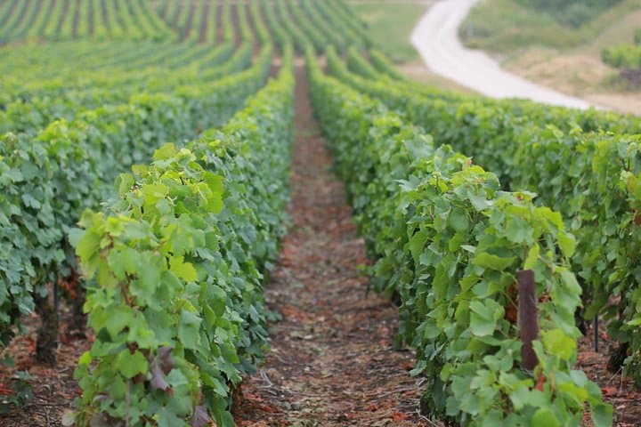 Champagne VIP Day Trip from Paris With Local PRIVATE Wine Expert Guide — photo 15