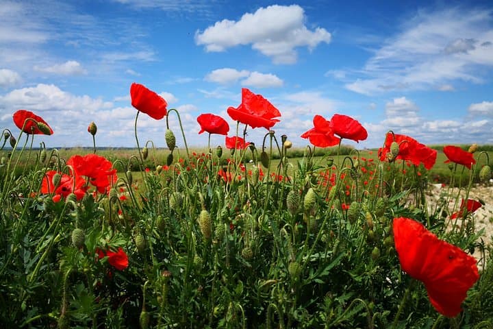 WW1 Australians in the Somme -Villers Bretonneux, Le Hamel - Day trip from Paris — photo 5