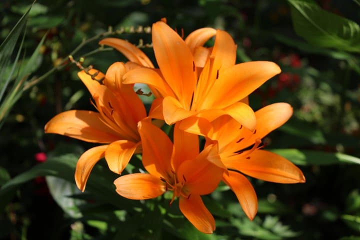 Giverny Private Half-Day Trip including Claude Monet' Gardens & House from Paris — photo 7