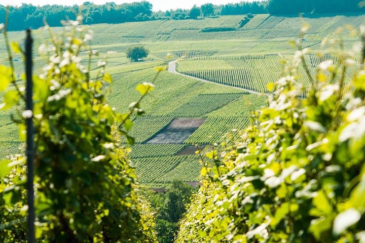 Champagne Day Trip with 6 Tastings, Reims and Winery from Paris — photo 1