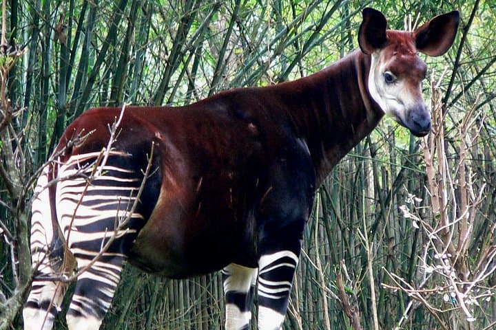 Beauval Zoo - Transportation Private Trip — photo 11
