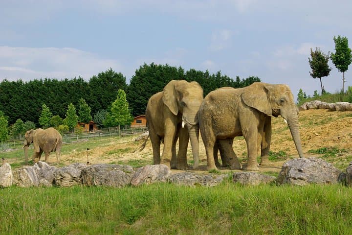 Beauval Zoo - Transportation Private Trip — photo 7