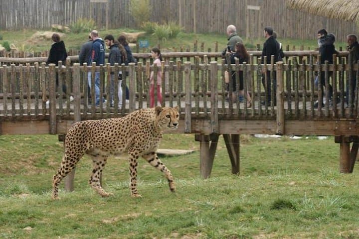 Beauval Zoo - Transportation Private Trip — photo 10
