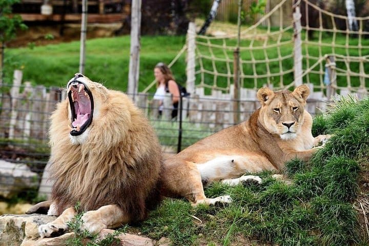 Beauval Zoo - Transportation Private Trip — photo 2