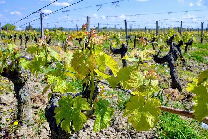 Loire Wine Day from Paris: Chambord Castle, 6 Tastings & Lunch — photo 7
