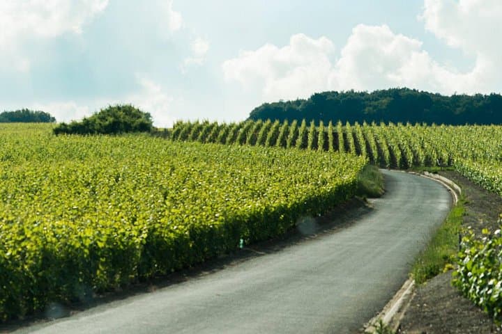 Champagne Day Trip with 6 Tastings, Reims and Winery from Paris — photo 8