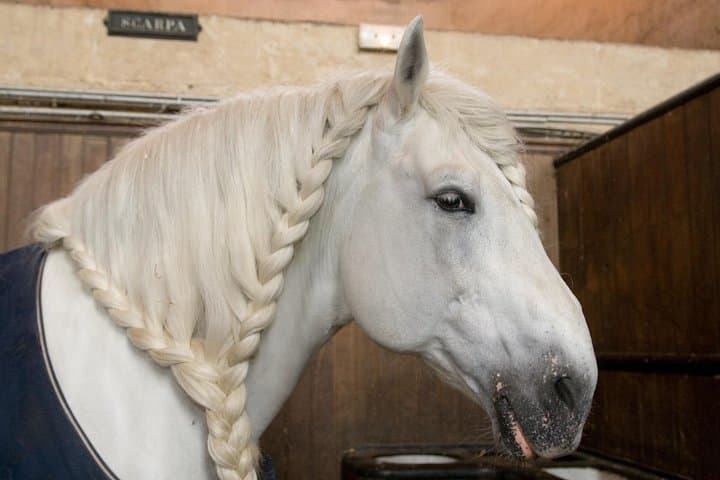 Private Chantilly & Horse Museum with Minivan — photo 6