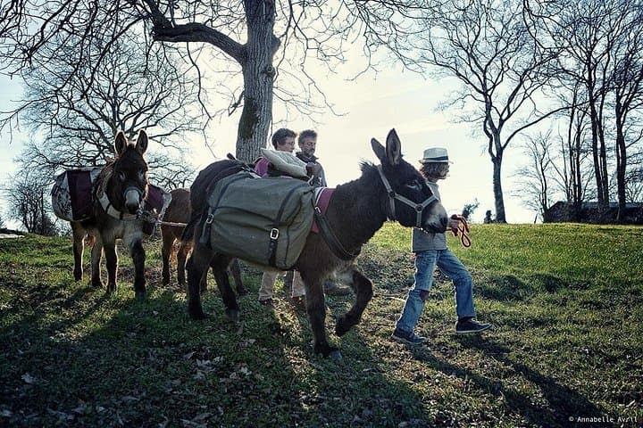 Walks and hikes with donkeys