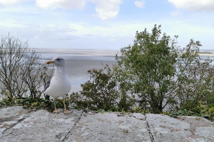 Private Guided Day Tour of Mont St-Michel from Paris — photo 4
