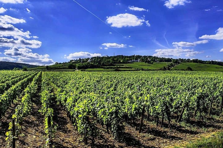 Chablis 20 Exquisite Wines Tasting Trip in Small-Group from Paris — photo 3
