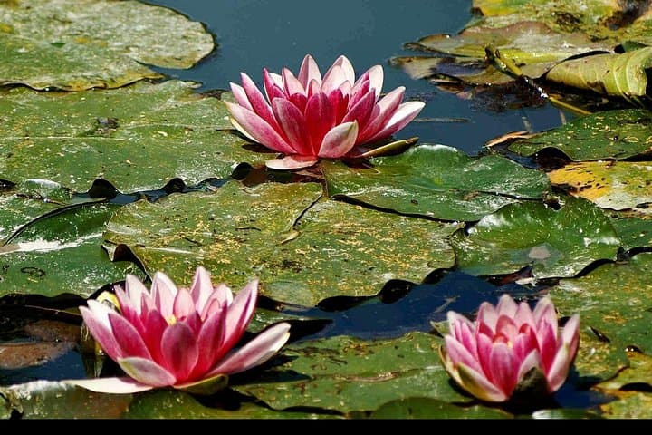 Private Giverny Monet’s House & Gardens Half-Day Tour from Paris — photo 3