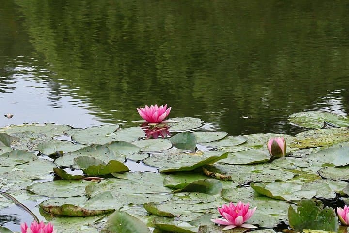 Private Giverny Monet’s House & Gardens Half-Day Tour from Paris — photo 7
