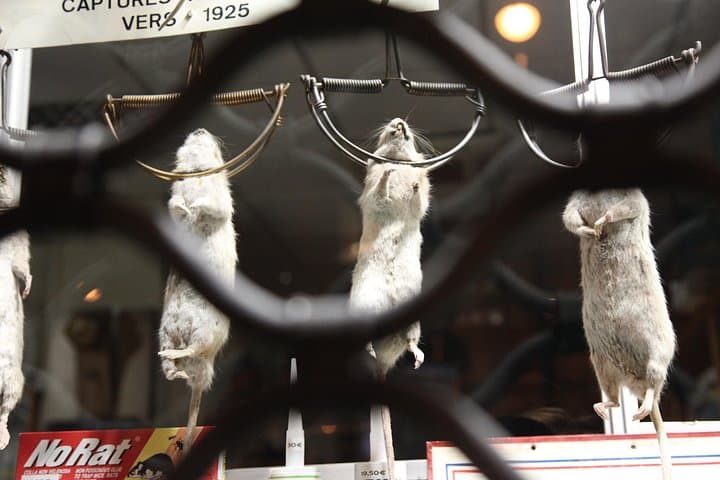 Dark Heart of Paris: History, Legends & Mysteries Walking Tour — photo 13