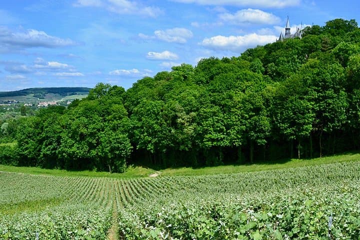 Moet et Chandon Pressoria Champagne Small Group from Paris — photo 14