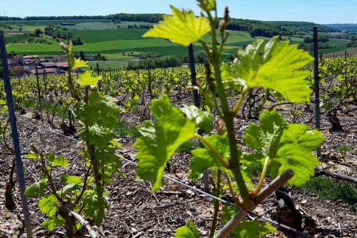 Moet et Chandon Pressoria Champagne Small Group from Paris — photo 12