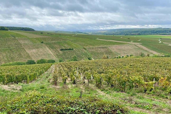 Private Burgundy 3 Domaines Chateau Pommard Chablis 15 Wines Trip — photo 15