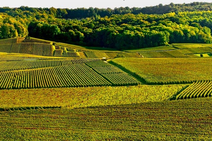 Moet et Chandon Pommery Pressoria Champagne Private trip — photo 14