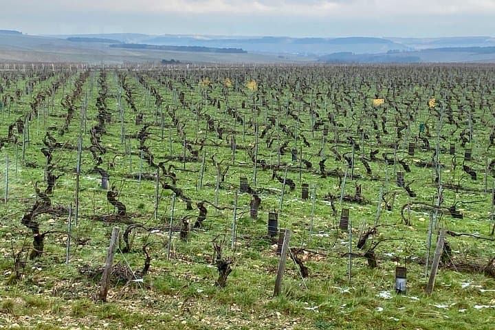 Private Exquisite Red & White Burgundy Wines Trip from Paris — photo 9