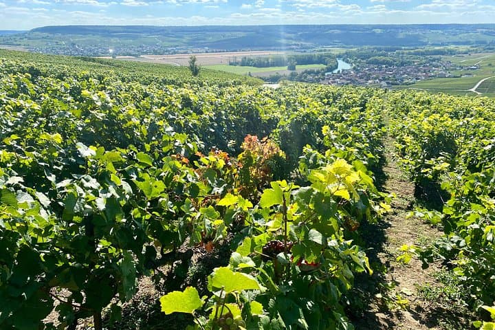 GRAND VINTAGE Moet et Chandon Veuve Clicquot Cellars & Tastings — photo 8