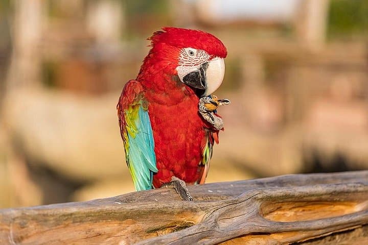 Parrot World Immersive Wildlife Park Entry Ticket next to Paris — photo 5