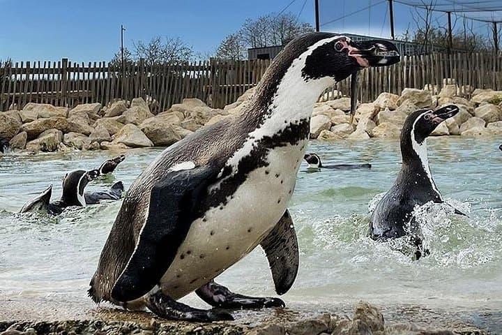 Parrot World Immersive Wildlife Park Entry Ticket next to Paris — photo 4