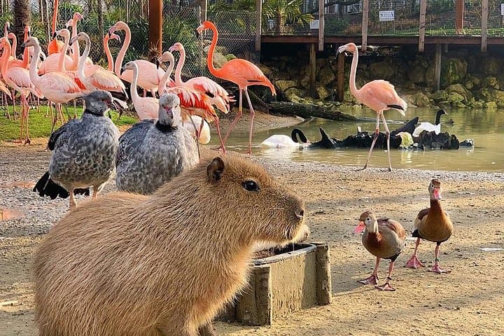 Parrot World Immersive Wildlife Park Entry Ticket next to Paris — photo 11
