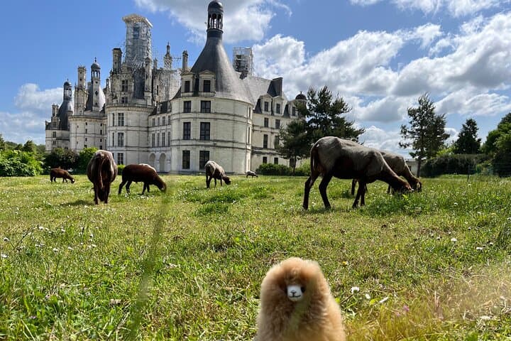 3 Loire Valley Castles and Wine Tasting Private Guided Tour — photo 1
