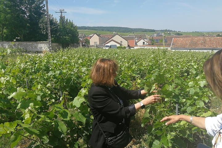 Private Champagne Day Trip: Reims Cathedral, Tastings & Vineyards — photo 11