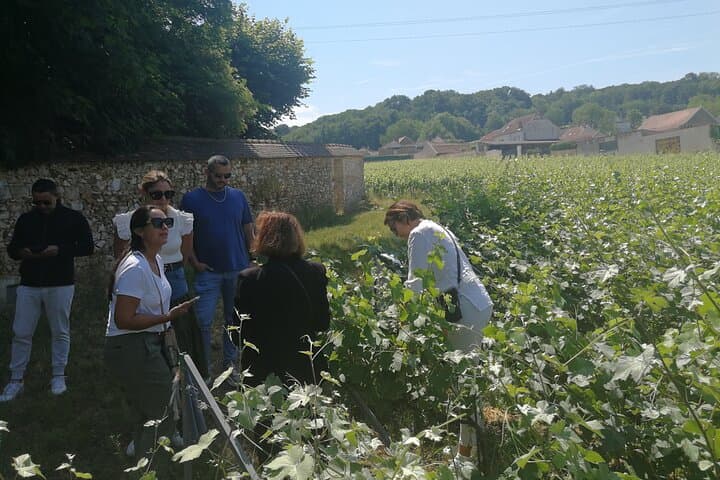 Private Champagne Day Trip: Reims Cathedral, Tastings & Vineyards — photo 9