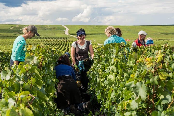 Private tour of the Champagne area, meet local producers and taste their Champagne, start from your hotel in Paris. — photo 6