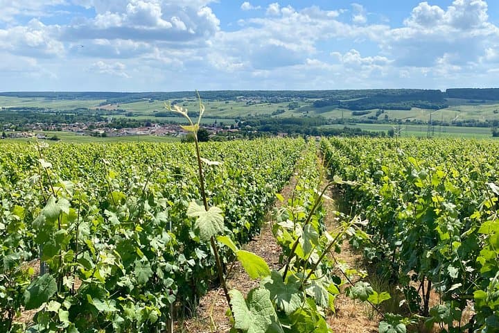 Moet et Chandon Veuve Clicquot Private Champagne trip from Paris — photo 6