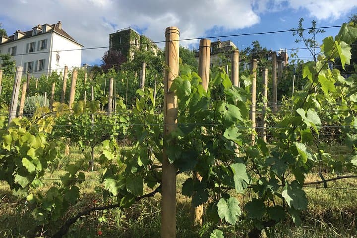 Clos Montmartre Paris in your Glass Wine Tasting — photo 3