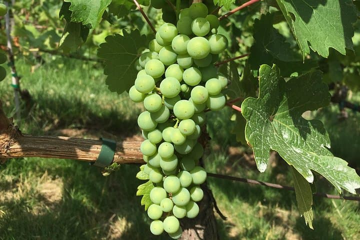Wine Walk & Tasting in Saint-Germain-des-Prés — photo 8