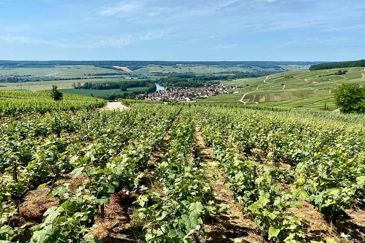 GRAND VINTAGE Moet et Chandon Veuve Clicquot Cellars & Tastings — photo 9