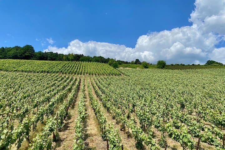 GRAND VINTAGE Taittinger Veuve Clicquot Cellars & Tastings trip — photo 11