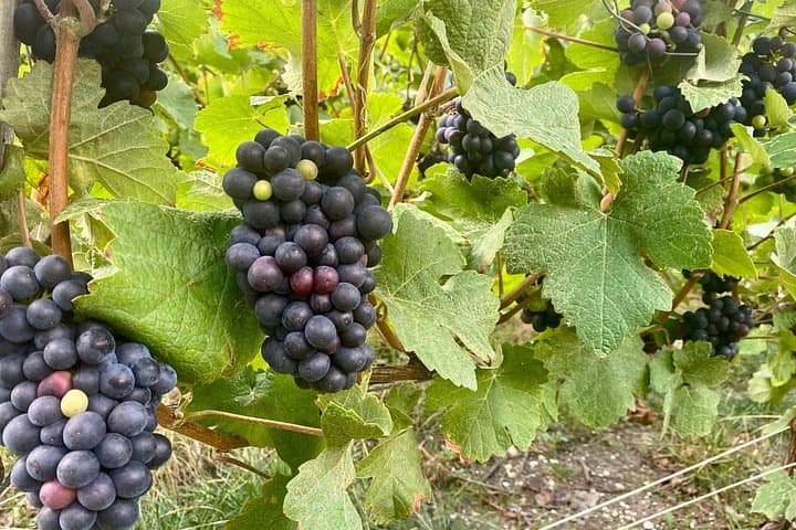 GRAND VINTAGE Taittinger Veuve Clicquot Cellars & Tastings trip — photo 13