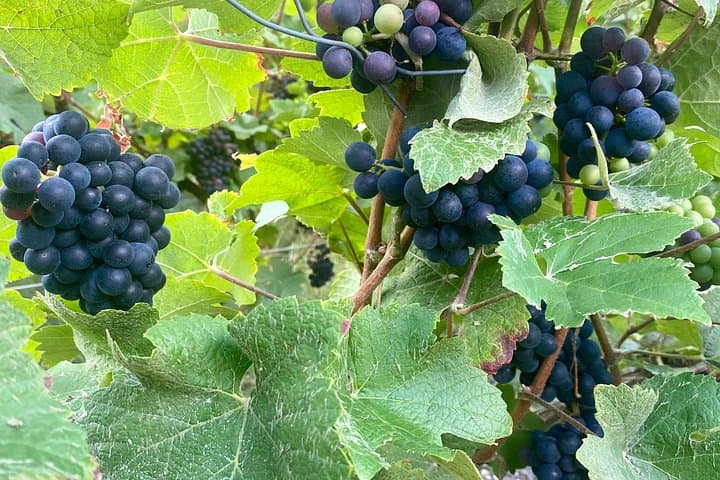 GRAND VINTAGE Taittinger Veuve Clicquot Cellars & Tastings trip — photo 14