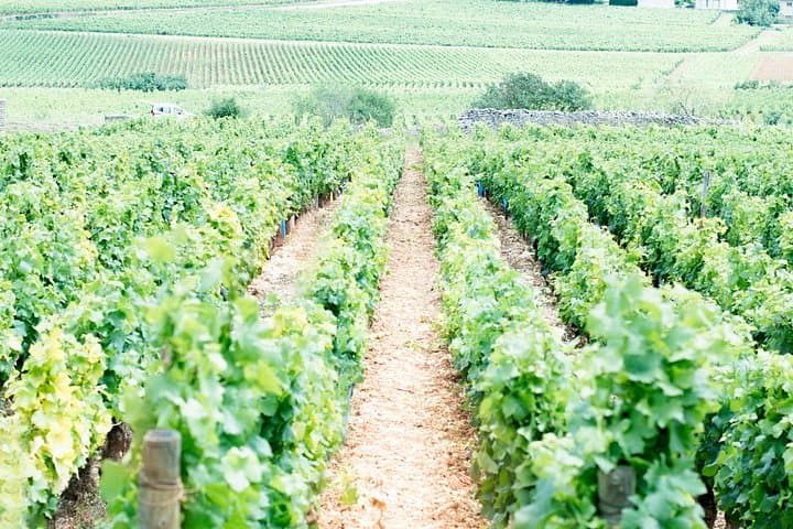Paris to Reims: Wine Tasting Experience — photo 4