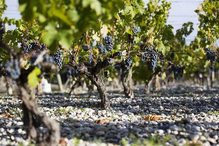 Private Tour to Pessac-Léognan: Cradle of Great Wines — photo 5