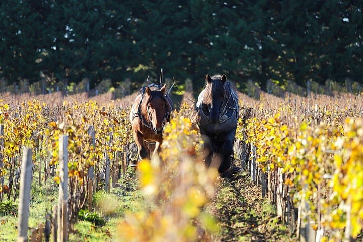 Private Tour to Pessac-Léognan: Cradle of Great Wines — photo 7