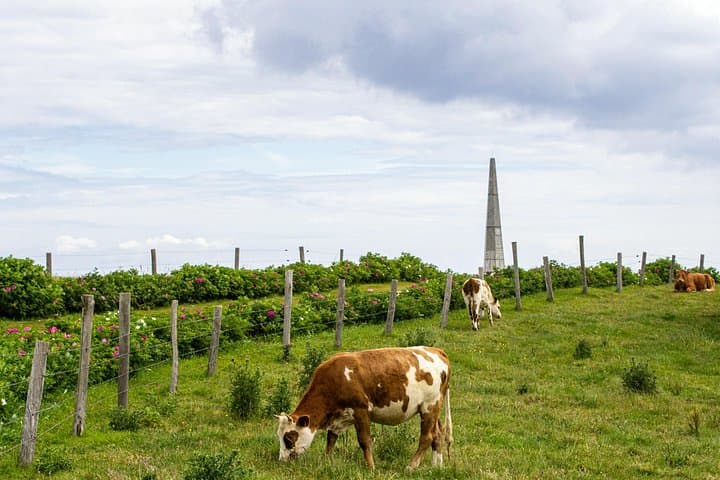 Normandy D-Day Beaches: Immersive Small-Group Tour from Paris — photo 16