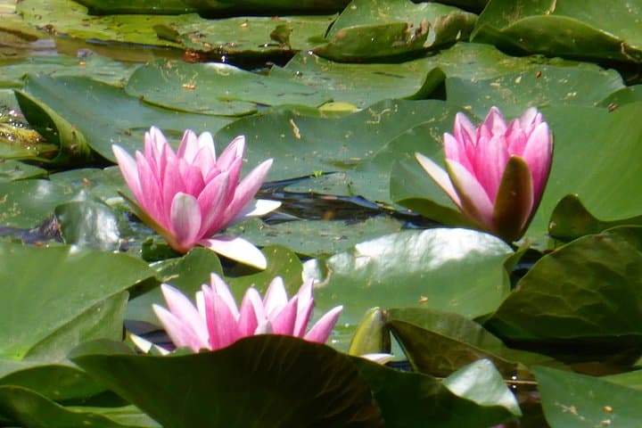 Giverny with small group — photo 5