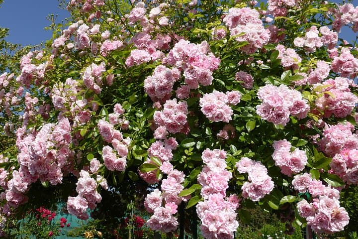 Giverny with small group — photo 6