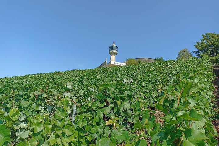 Champagne Day Trip from Paris with 4 Tastings, Reims & Cellars — photo 14